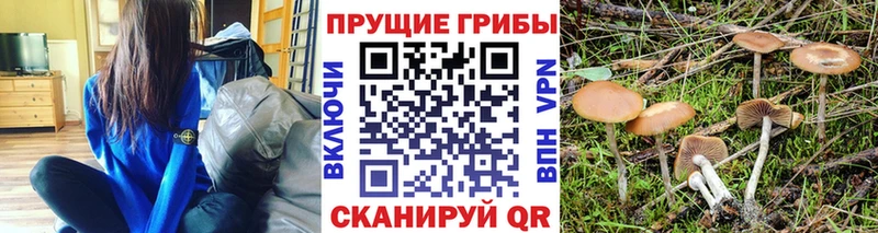 продажа наркотиков  Сертолово  Псилоцибиновые грибы GOLDEN TEACHER 